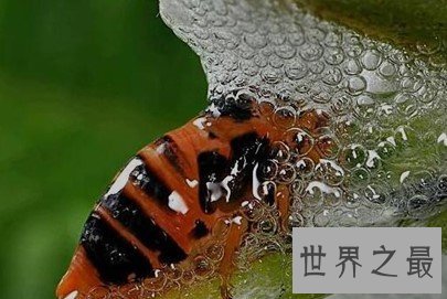 跳的最高的昆虫,能跳出自身高度的100倍!