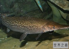 最值钱的雀鳝，全身上下镶满宝石