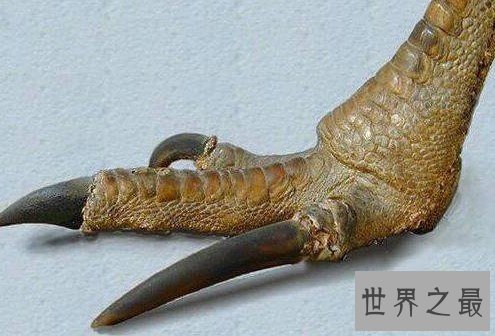 世界上最凶猛的鸡,一根脚趾头就能把人劈死