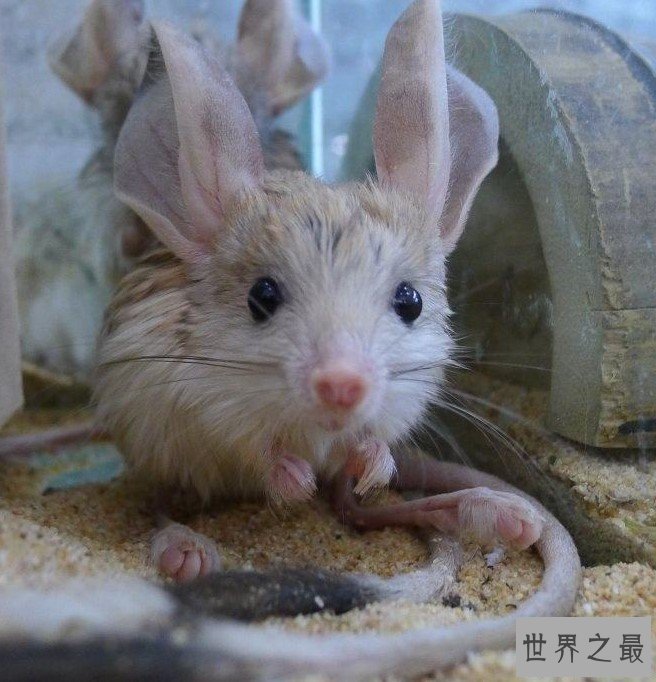 米老鼠的真实存在,超可爱的长耳跳鼠!