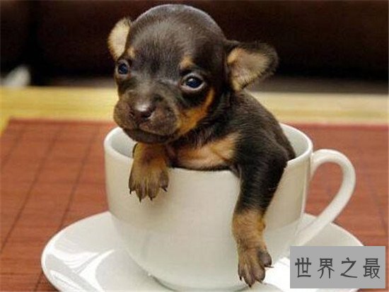 世界最小狗,吉尼斯认证世界最小狗 身长不足10厘米