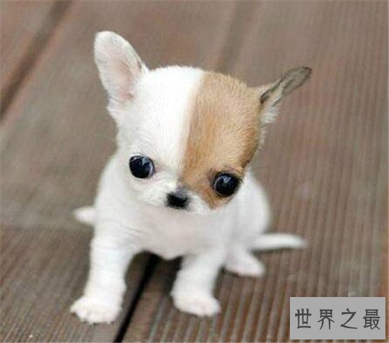世界最小狗,吉尼斯认证世界最小狗 身长不足10厘米