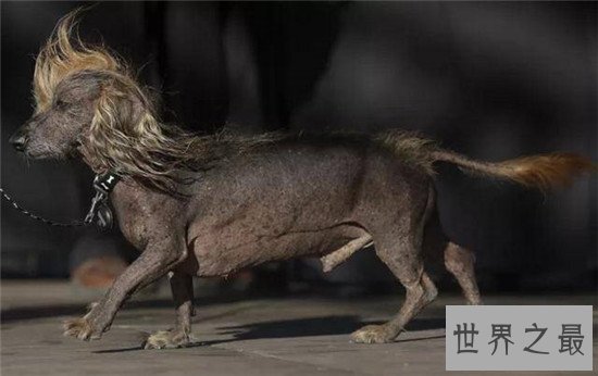 世界最小狗,吉尼斯认证世界最小狗 身长不足10厘米