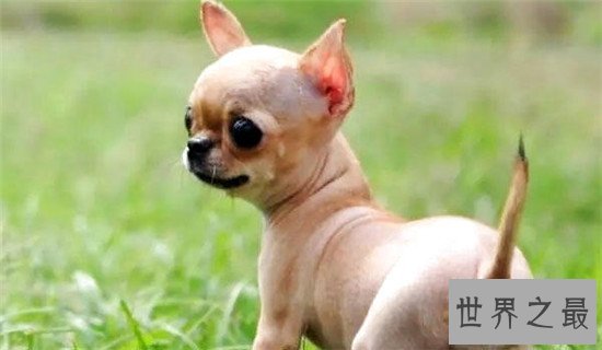 世界最小狗,吉尼斯认证世界最小狗 身长不足10厘米