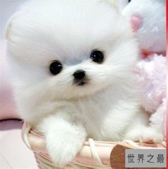 世界最小狗,吉尼斯认证世界最小狗 身长不足10厘米