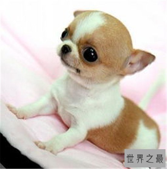 世界最小狗,吉尼斯认证世界最小狗 身长不足10厘米