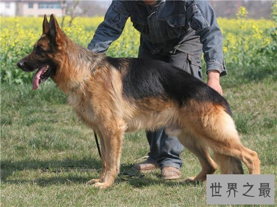 世界最富有的狗狗,身价竟高达2亿美元!