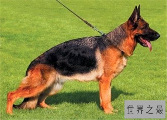 世界最富有的狗狗,身价竟高达2亿美元!