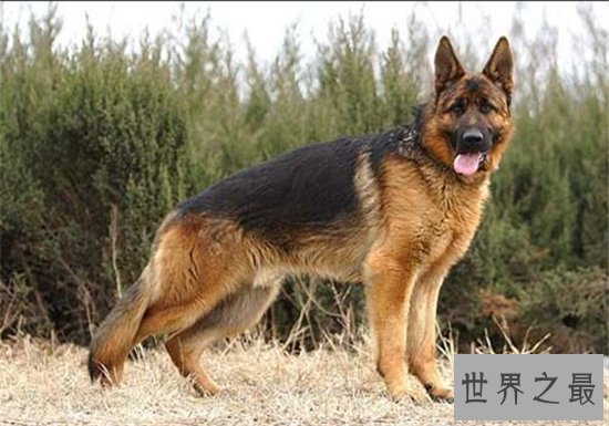 世界最富有的狗狗,身价竟高达2亿美元!