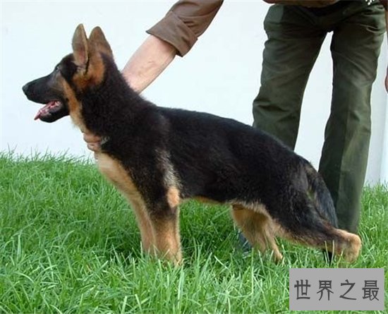 世界最富有的狗狗,身价竟高达2亿美元!