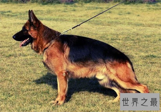 世界最富有的狗狗,身价竟高达2亿美元!