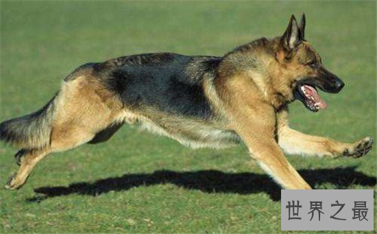 世界最富有的狗狗,身价竟高达2亿美元!