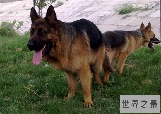 世界最富有的狗狗,身价竟高达2亿美元!