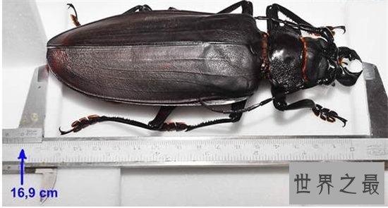 世界上最大的甲虫,身体长度达到21cm