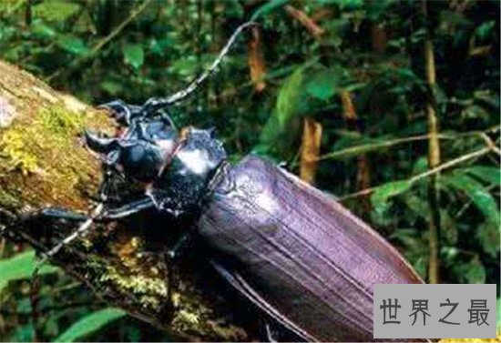 世界上最大的甲虫,身体长度达到21cm