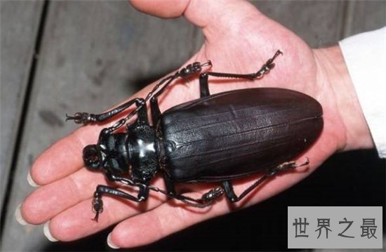 世界上最大的甲虫,身体长度达到21cm