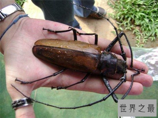 世界上最大的甲虫,身体长度达到21cm