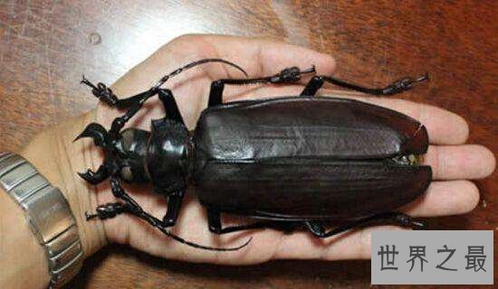 世界上最大的甲虫,身体长度达到21cm