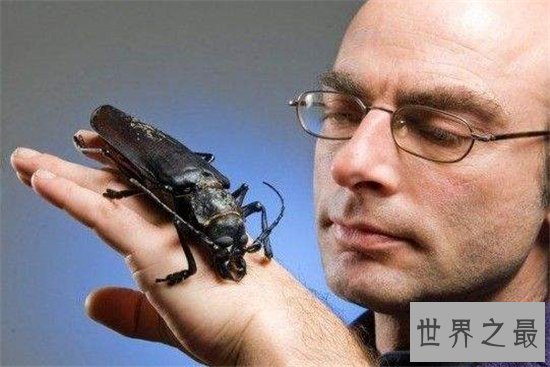 世界上最大的甲虫,身体长度达到21cm