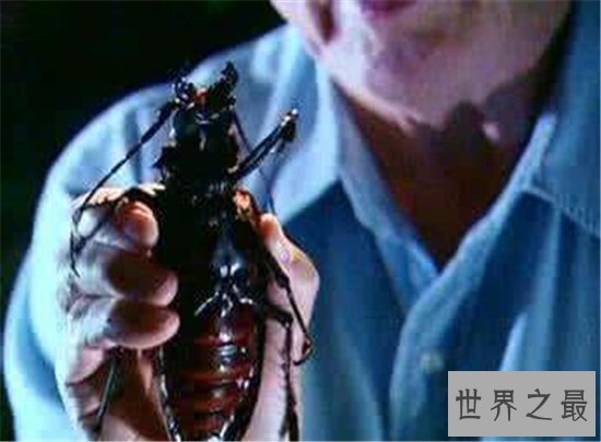 世界上最大的甲虫,身体长度达到21cm