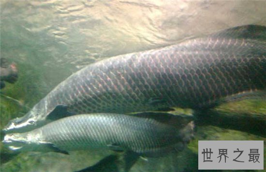 利兹巨鱼非常凶残,但不会主动进行攻击