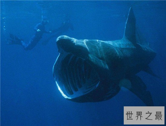 利兹巨鱼非常凶残,但不会主动进行攻击