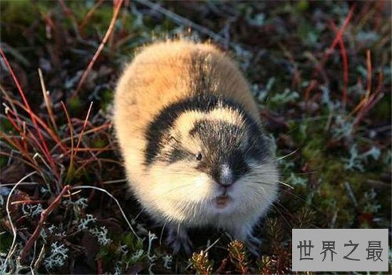 世界上最能生的动物,你绝对想不到它有多能生!