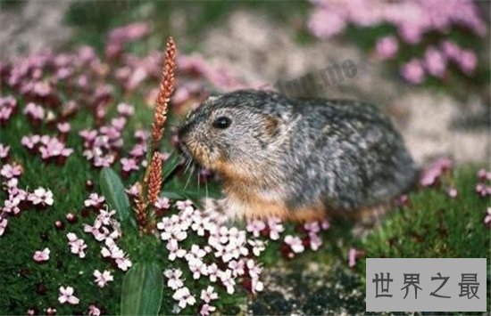 世界上最能生的动物,你绝对想不到它有多能生!