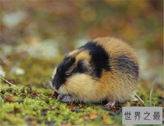 世界上最能生的动物,你绝对想不到它有多能生!