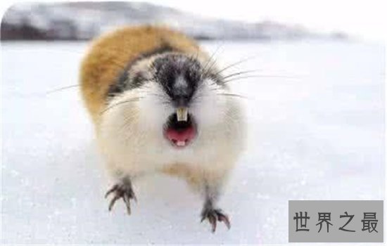 世界上最能生的动物,你绝对想不到它有多能生!