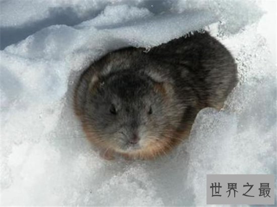 世界上最能生的动物,你绝对想不到它有多能生!