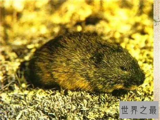 世界上最能生的动物,你绝对想不到它有多能生!