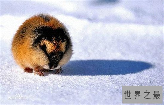 世界上最能生的动物,你绝对想不到它有多能生!