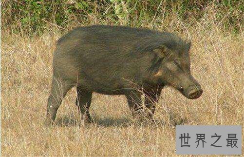 世界上最强悍的猪，秒杀狮子猛虎不是话下！