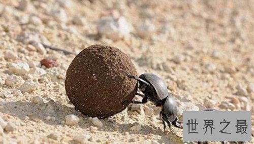 世界最强壮的动物，可以举起比自己重60倍的东西