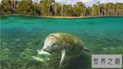 史德拉海牛因人类而灭绝，曾是海上船员的食物