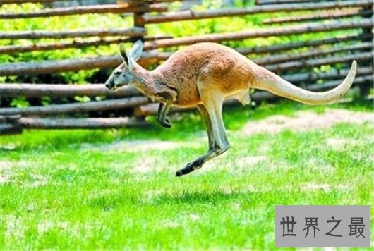 世界最贵的动物皮毛,快要成为无价之宝了