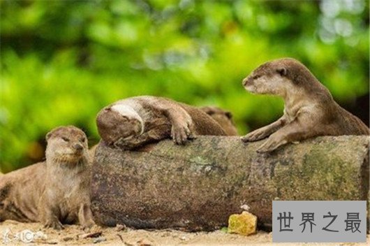 世界最贵的动物皮毛,快要成为无价之宝了