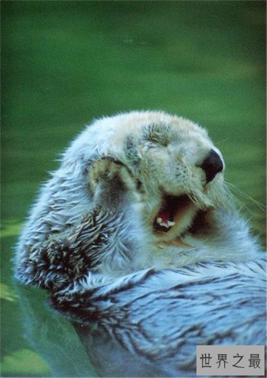 世界最贵的动物皮毛,快要成为无价之宝了