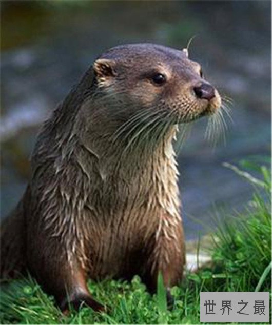 世界最贵的动物皮毛,快要成为无价之宝了