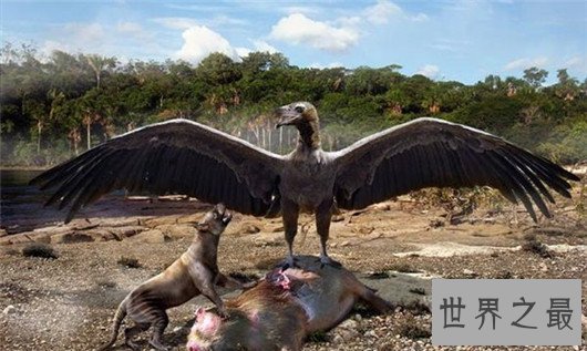 世界上翅膀最大的鸟,比人的手臂都长