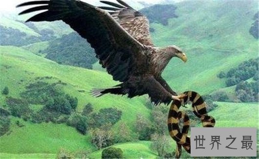 世界上翅膀最大的鸟,比人的手臂都长