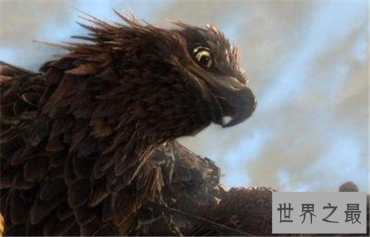 世界上翅膀最大的鸟,比人的手臂都长