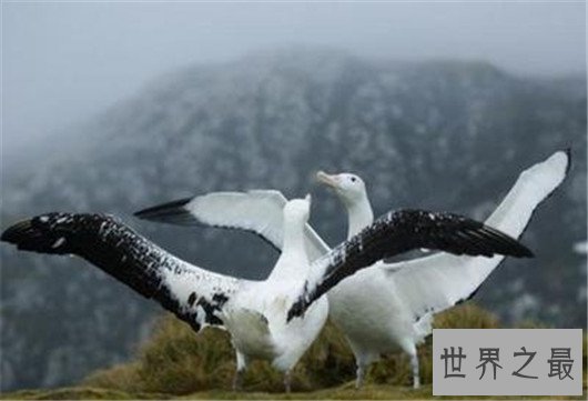 世界上翅膀最大的鸟,比人的手臂都长