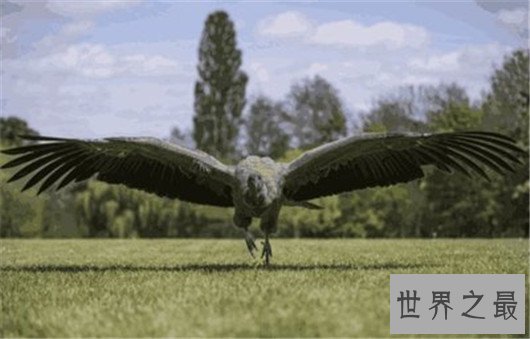 世界上翅膀最大的鸟,比人的手臂都长