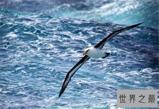 世界上翅膀最大的鸟,比人的手臂都长