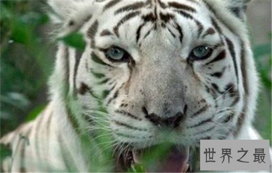 世界最丑老虎,真是有辱百兽之王的称号