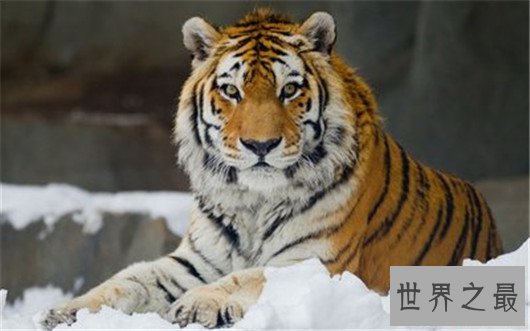 世界最丑老虎,真是有辱百兽之王的称号