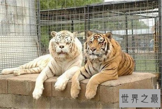 世界最丑老虎,真是有辱百兽之王的称号