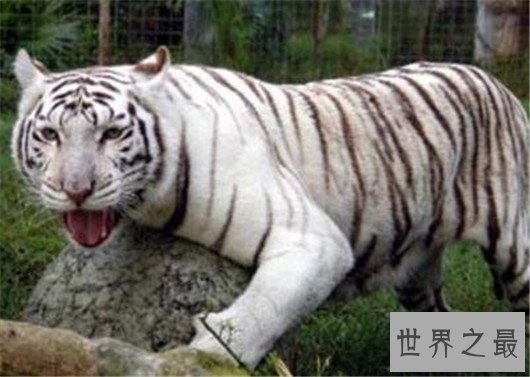 世界最丑老虎,真是有辱百兽之王的称号